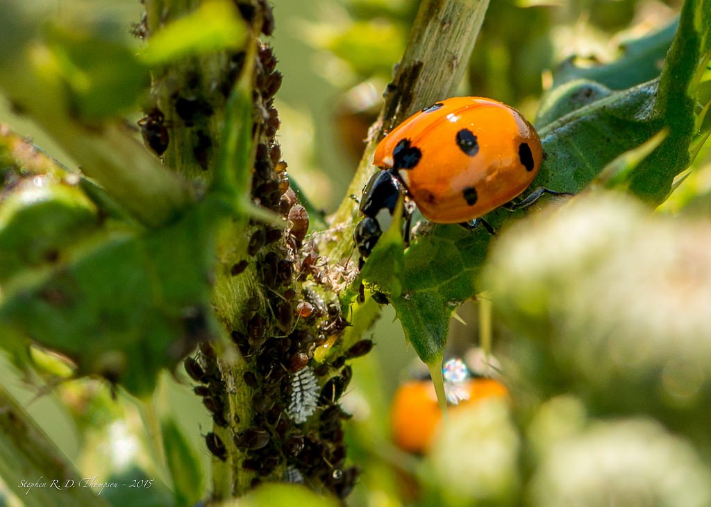 ladybug2.jpg