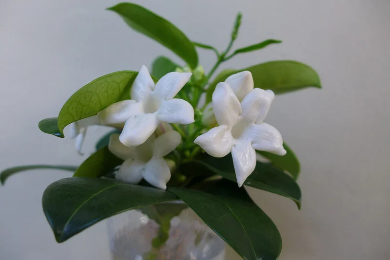 Stephanotis floribunda.jpg