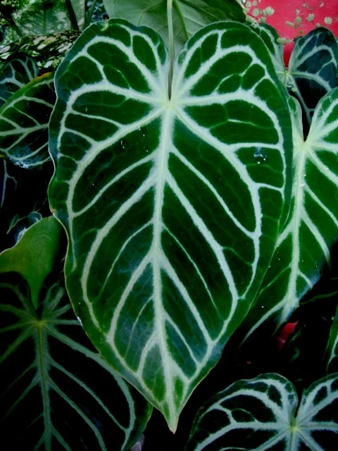 Anthurium2.jpg