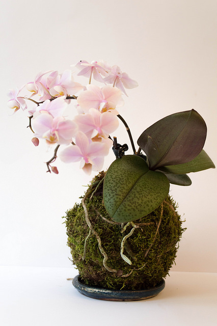 Phalaenopsis1.jpg