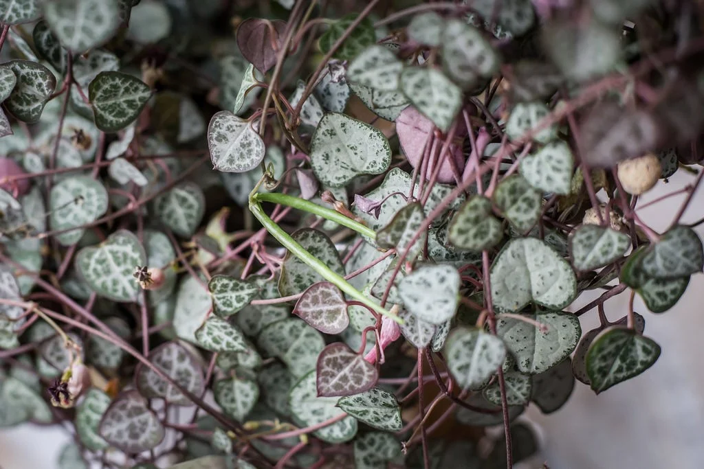 Ceropegia woodii2.jpg