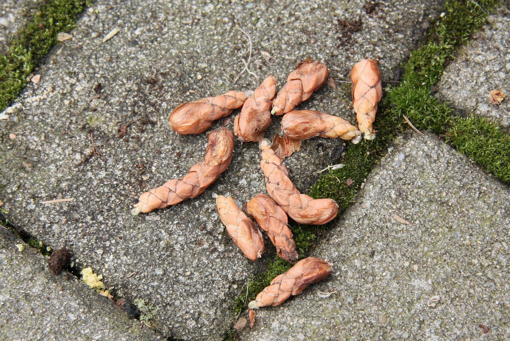 Oxalis triangularis corms.jpg