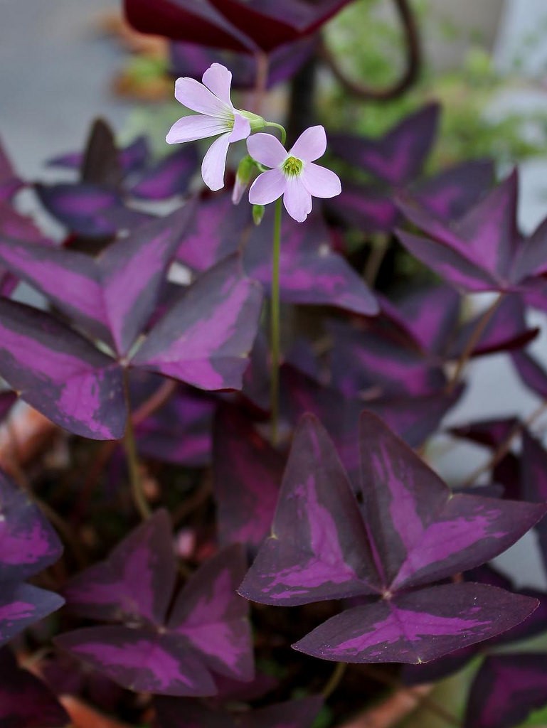 Oxalis triangularis2.jpg