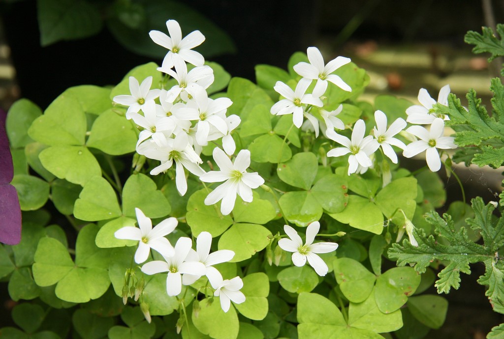 Oxalis triangularis1.jpg