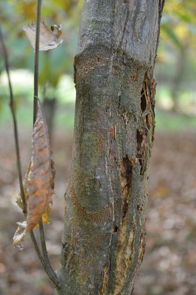Chestnut Blight