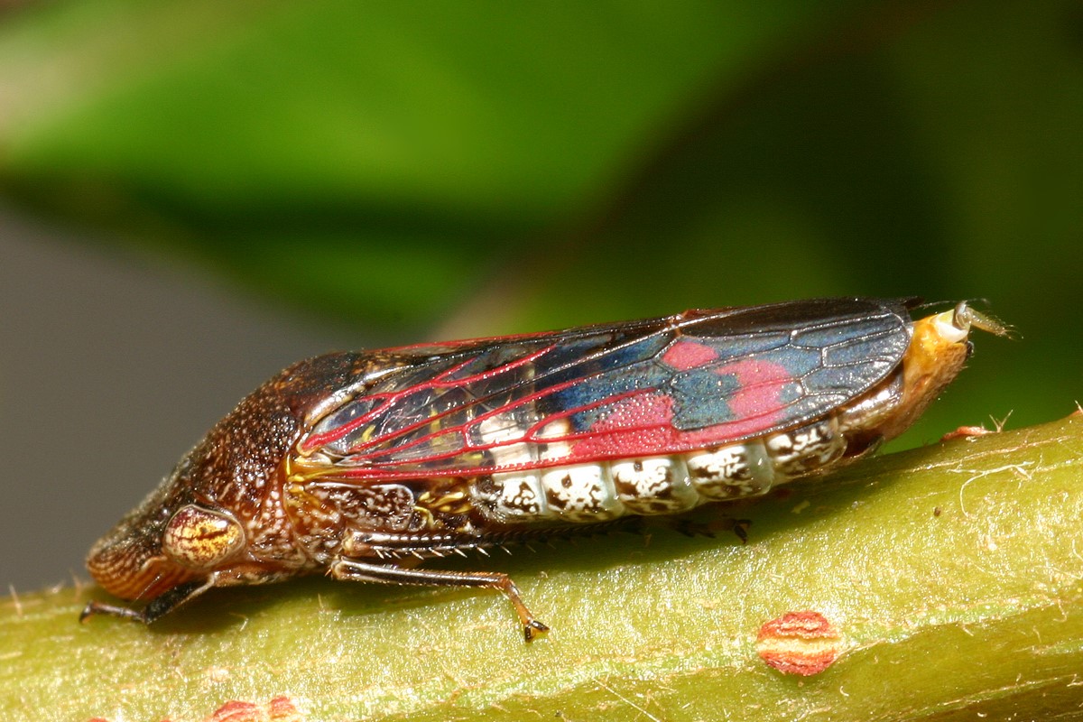 Glassy Winged Sharpshooter