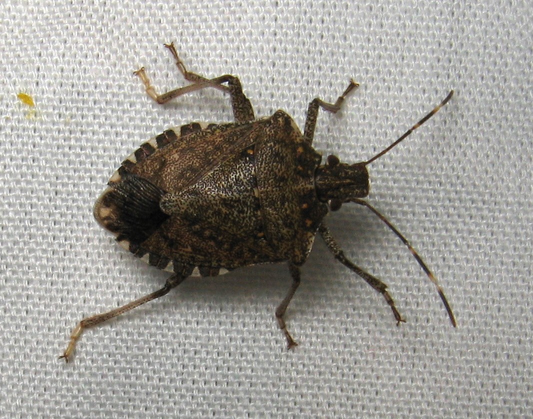 Brown Marmorated Stinkbug