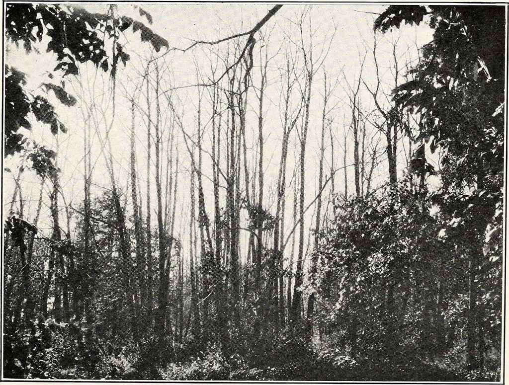 Chestnut Blight