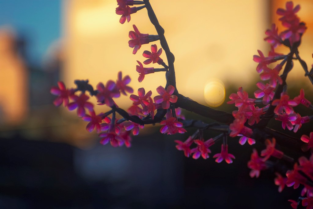 plastic cherry blossoms.jpg