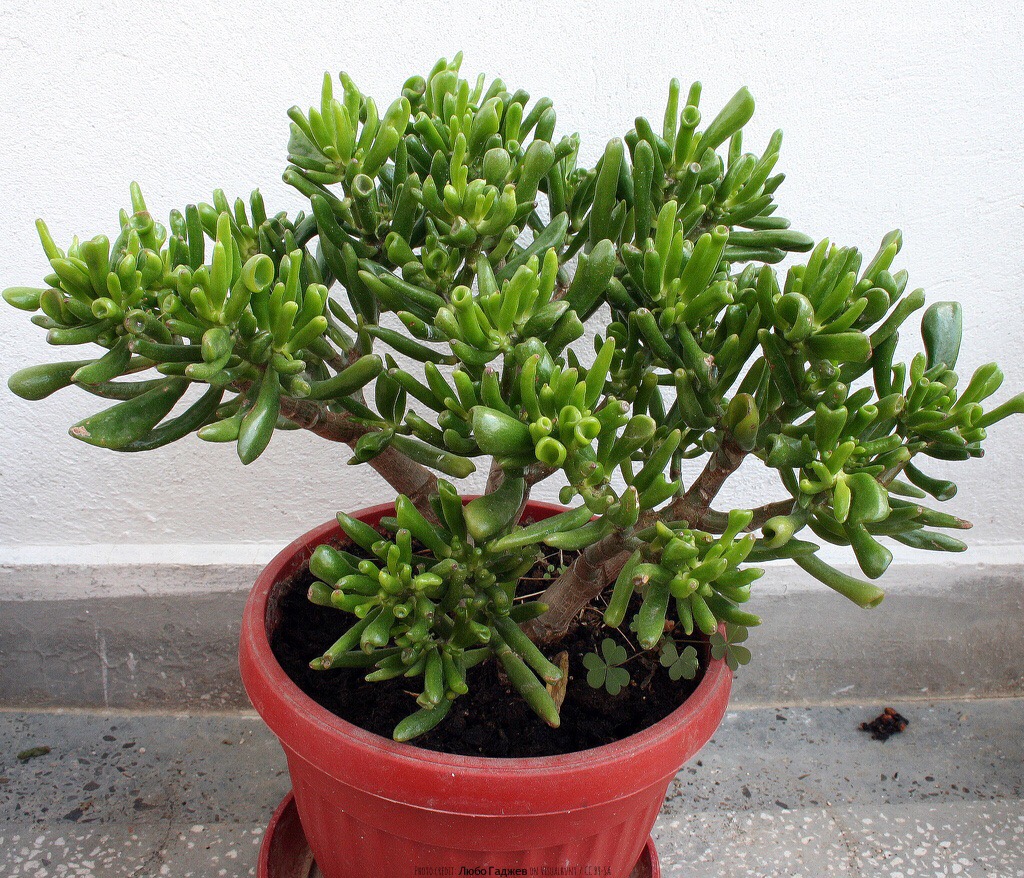 Crassula ovata "gollum"