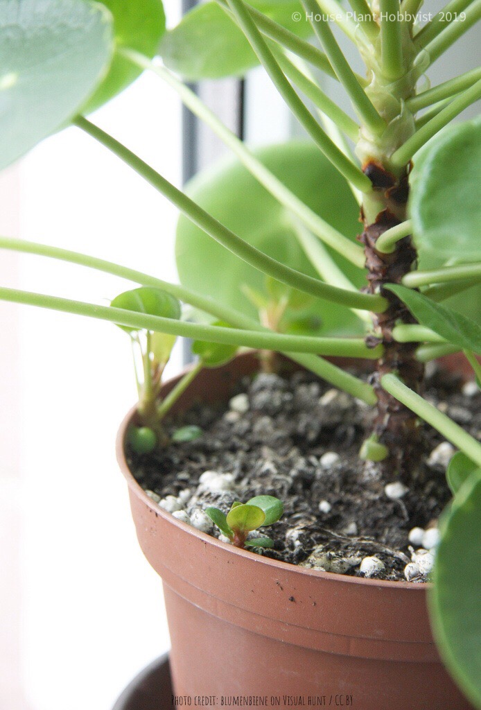 Pilea peperomioides babies