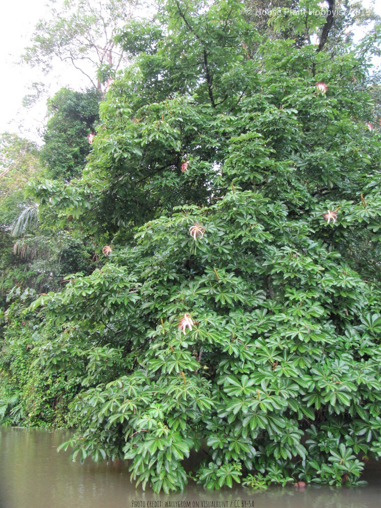 Pachira aquatica