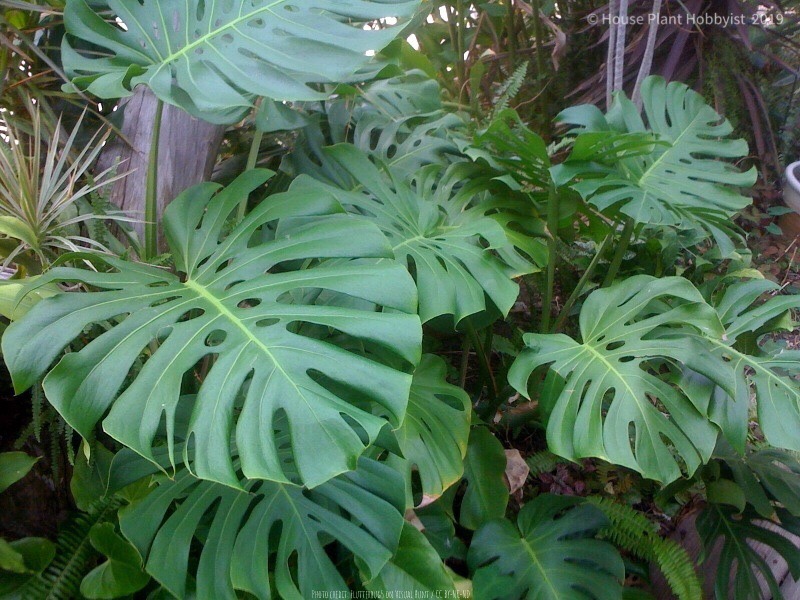 Monstera deliciosa