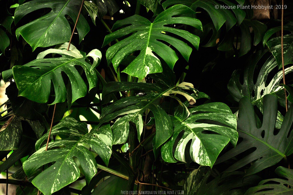 Monstera deliciosa "Thai constellation"