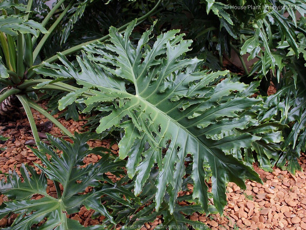 Thaumatophyllum bipinnatifidum 