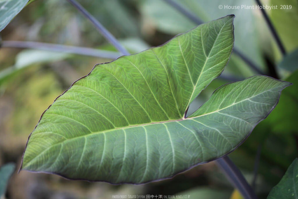 Syngonium podophyllum