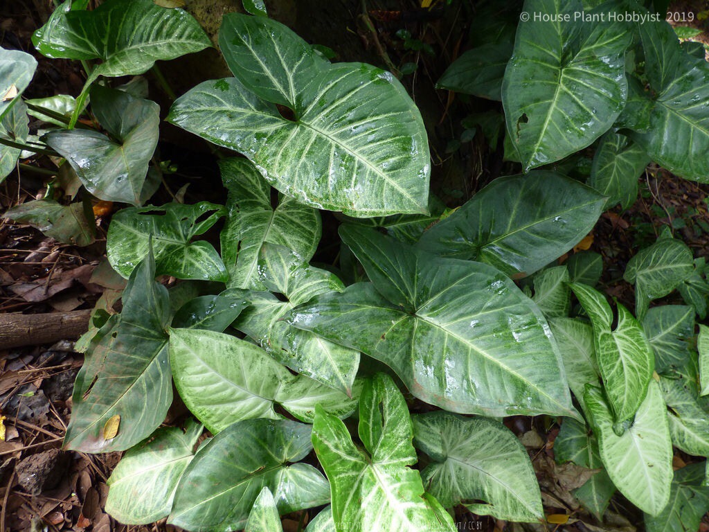 Syngonium podophyllum