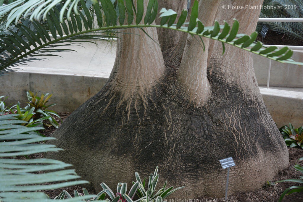 Beaucarnea recurvata