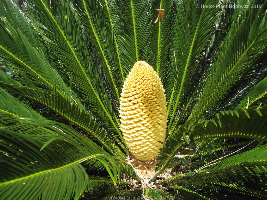 Cycas revoluta