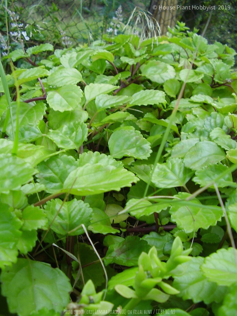 Plectranthus verticillatus