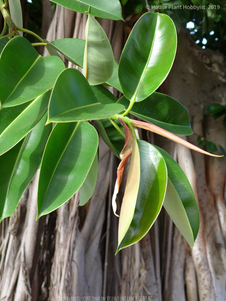 Ficus elastica