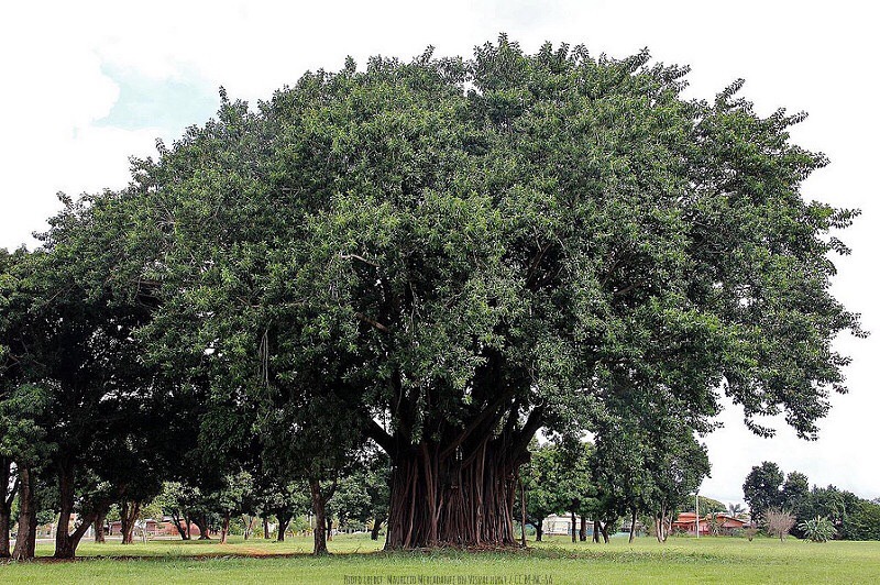 Ficus elastica