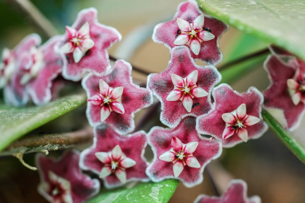 Hoya pubicalyx rhp.jpg