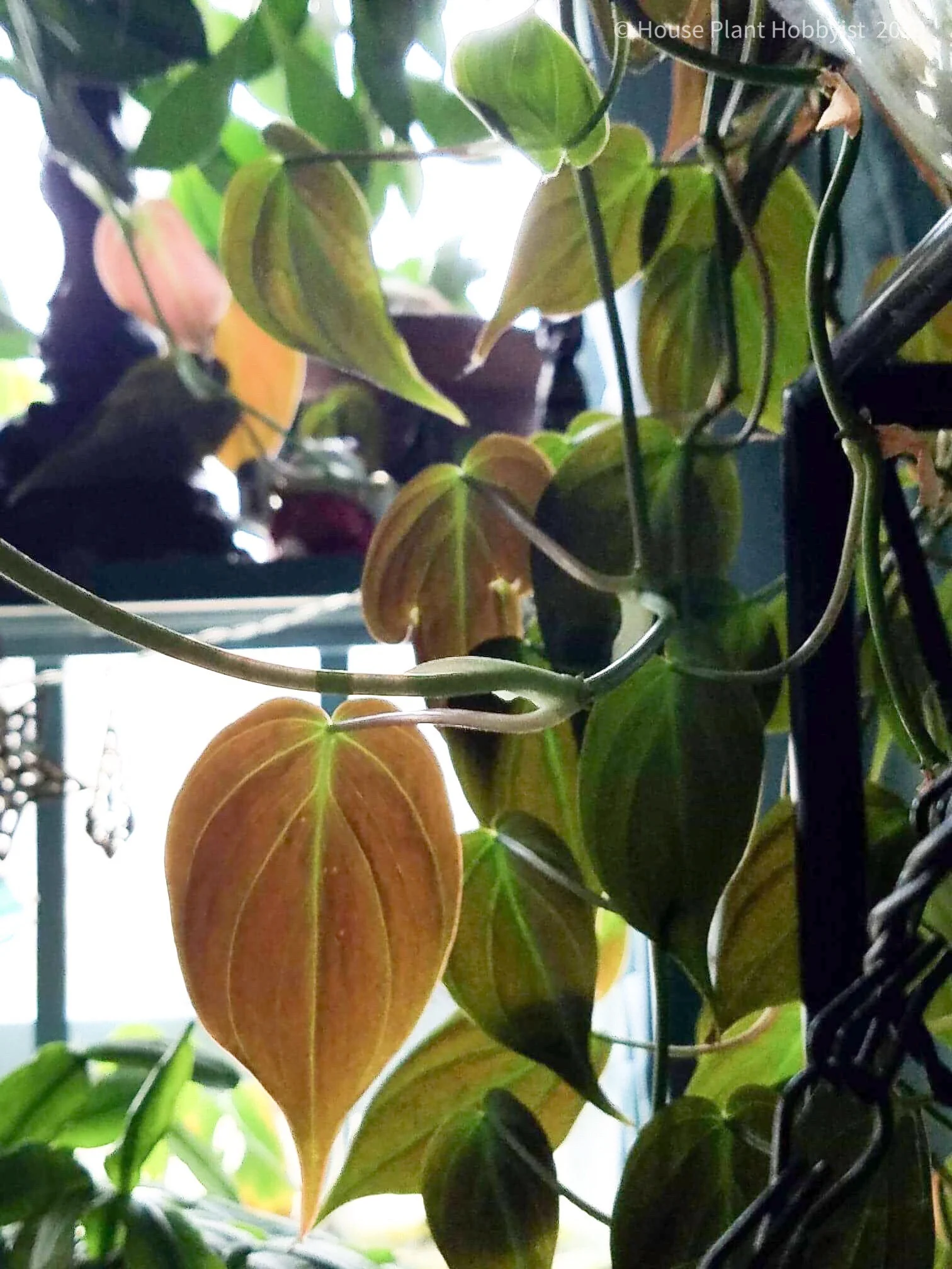 Philodendron micans2.jpeg