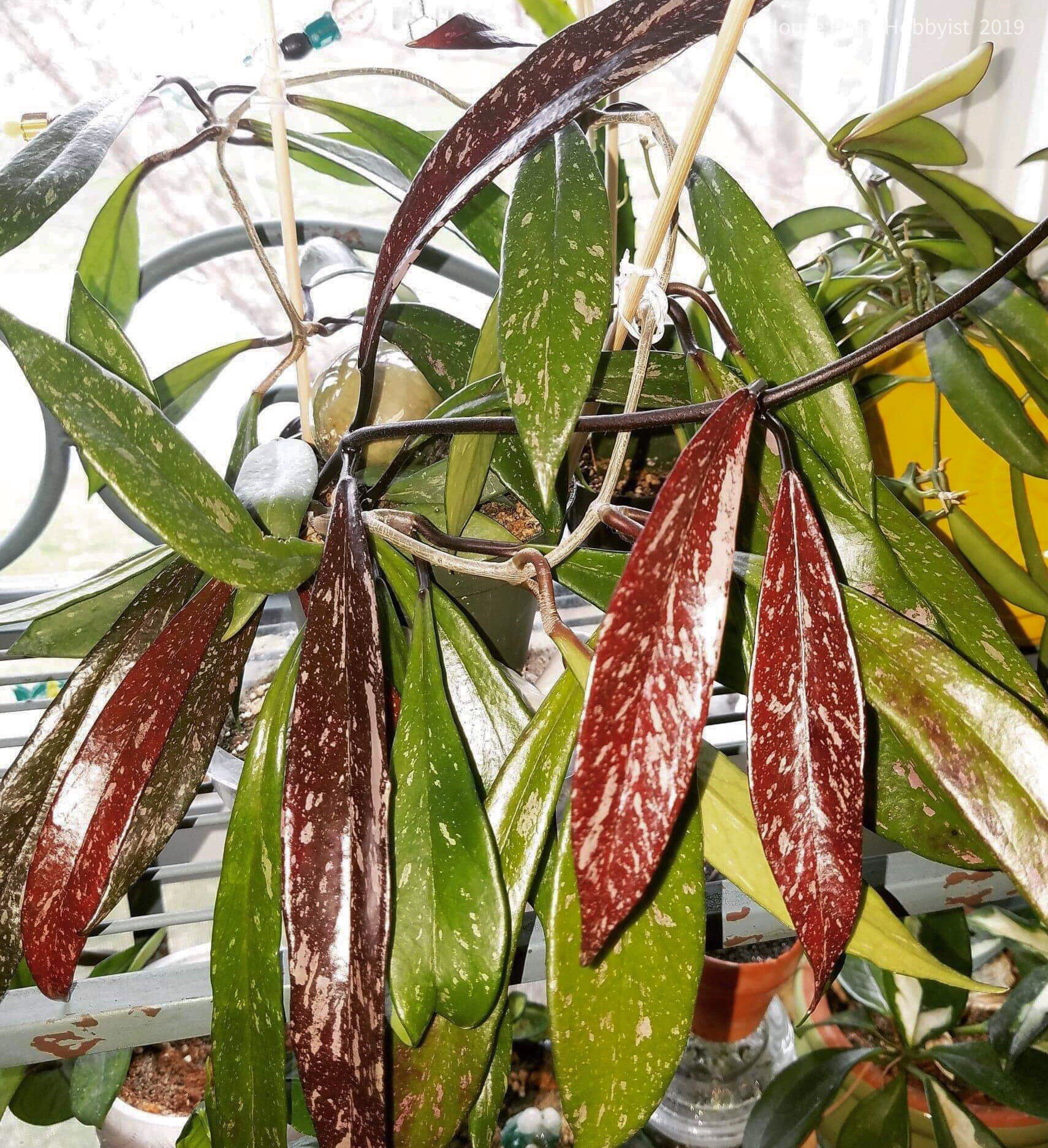 Hoya pubicalyx 'royal hawaiian purple' showing new bright red growth