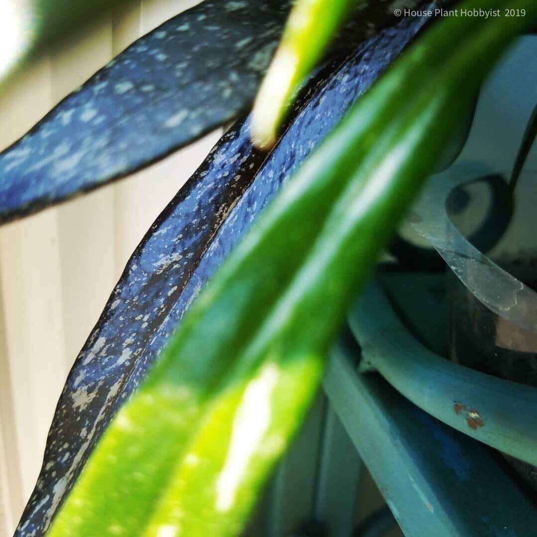 Hoya pubicalyx 'royal hawaiian purple' leaves fade from red to near black