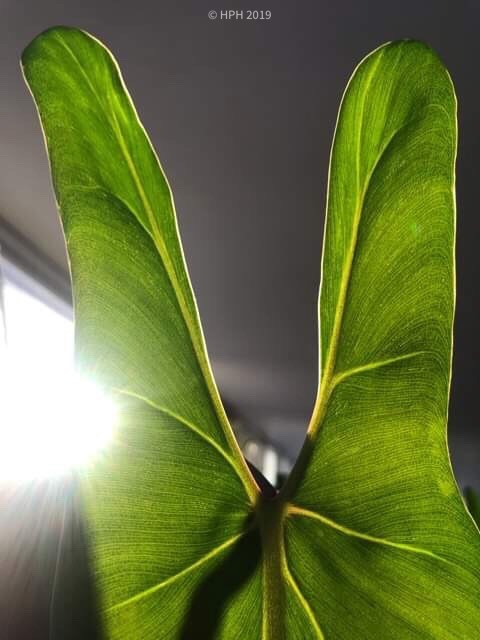 Sharkey the Philodendron 'spiritus sancti'