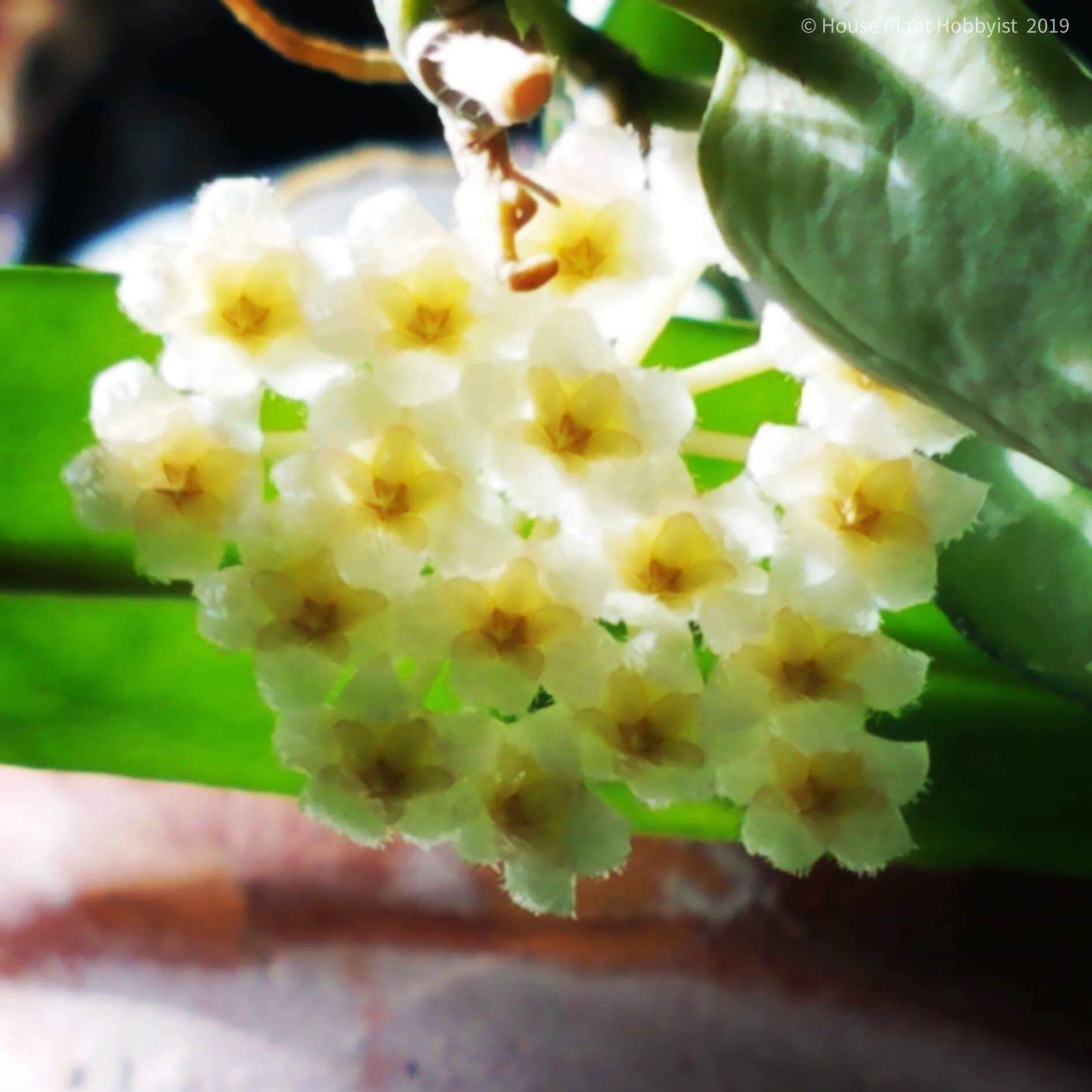 Hoya krohniana1.jpeg