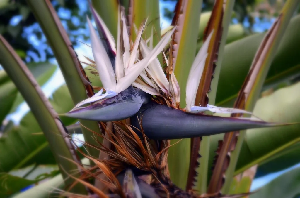 Strelitzia nicolai.jpg
