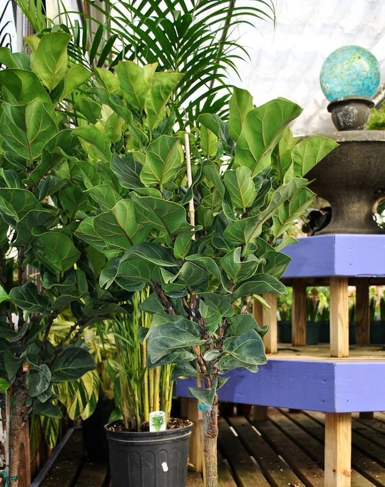 Top 10 Statement Piece Plants — House Plant Hobbyist