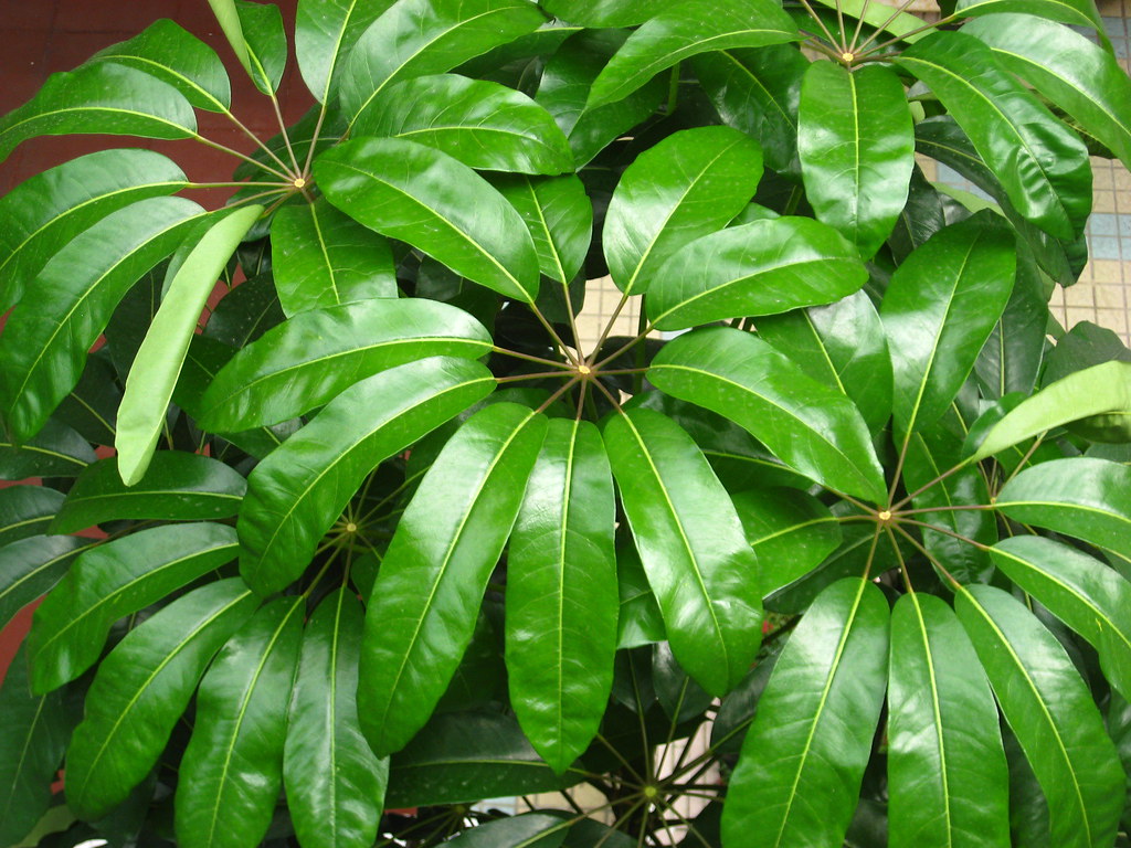 scheffactinophylla.jpg