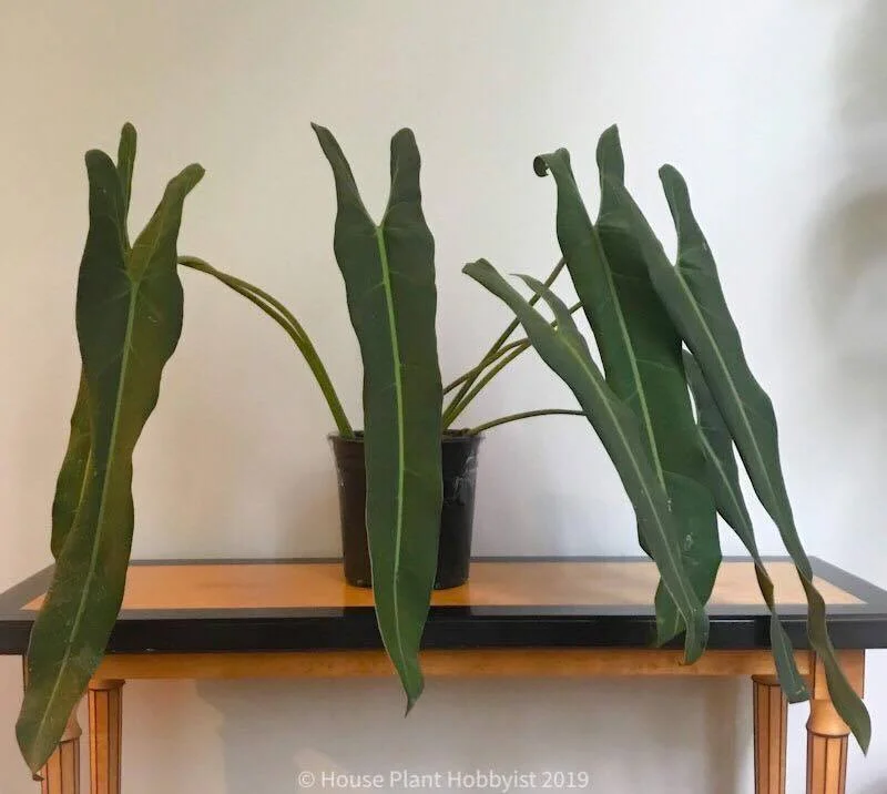 Top 10 Statement Piece Plants — House Plant Hobbyist