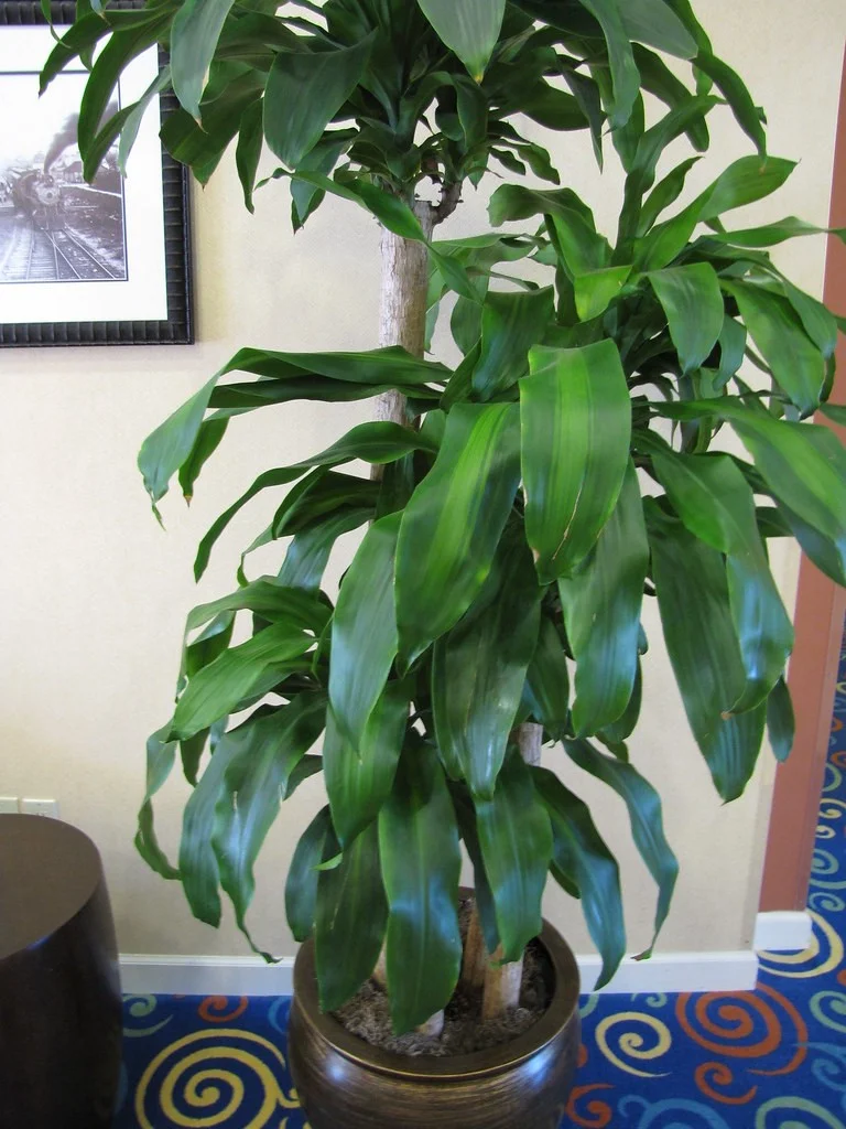 Dracaena deremensis.jpg