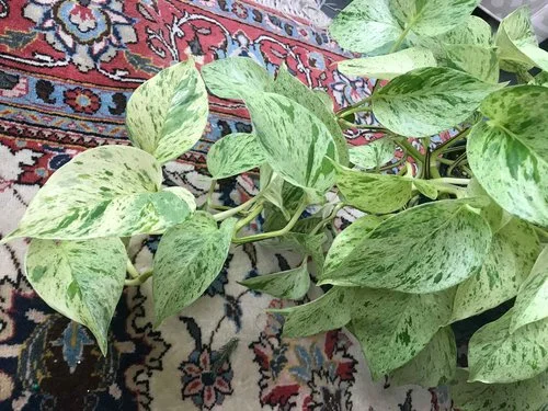 Epipremnum6.jpg