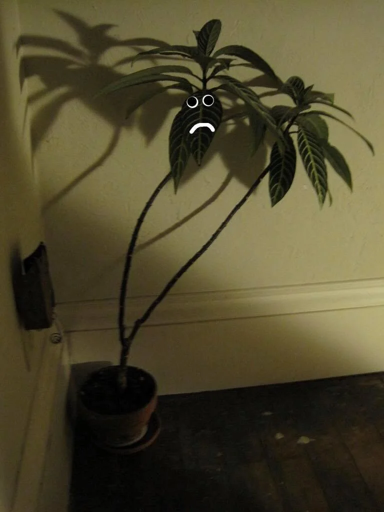 too dark.jpg