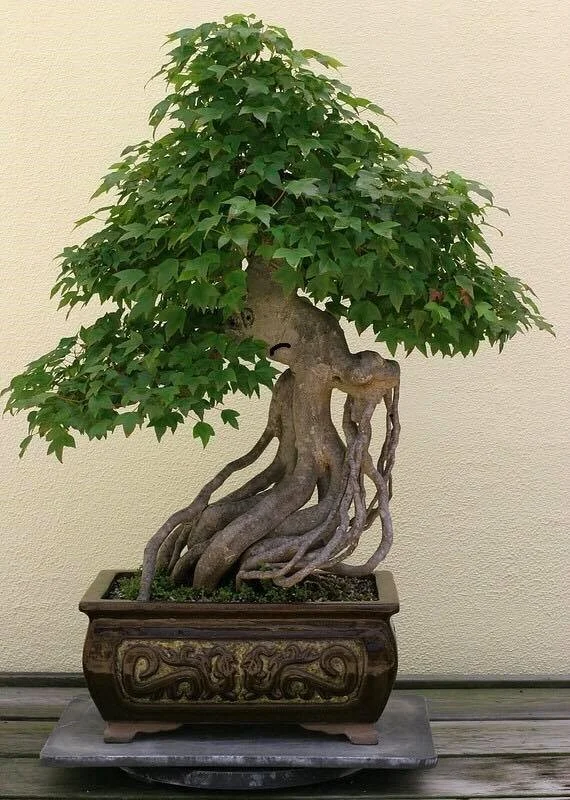 angry bonsai.jpg