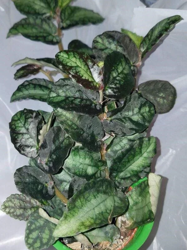 p repens2.jpg