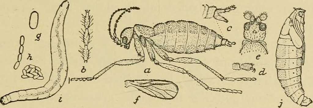 fungus gnat1.jpg