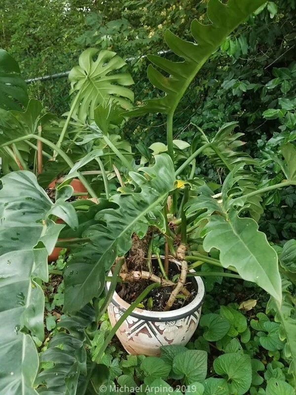 Philodendron monstera