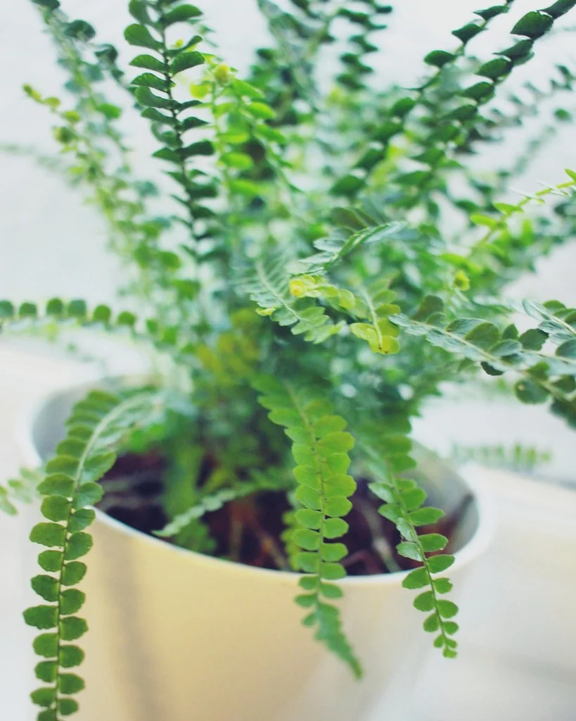 fern.jpg