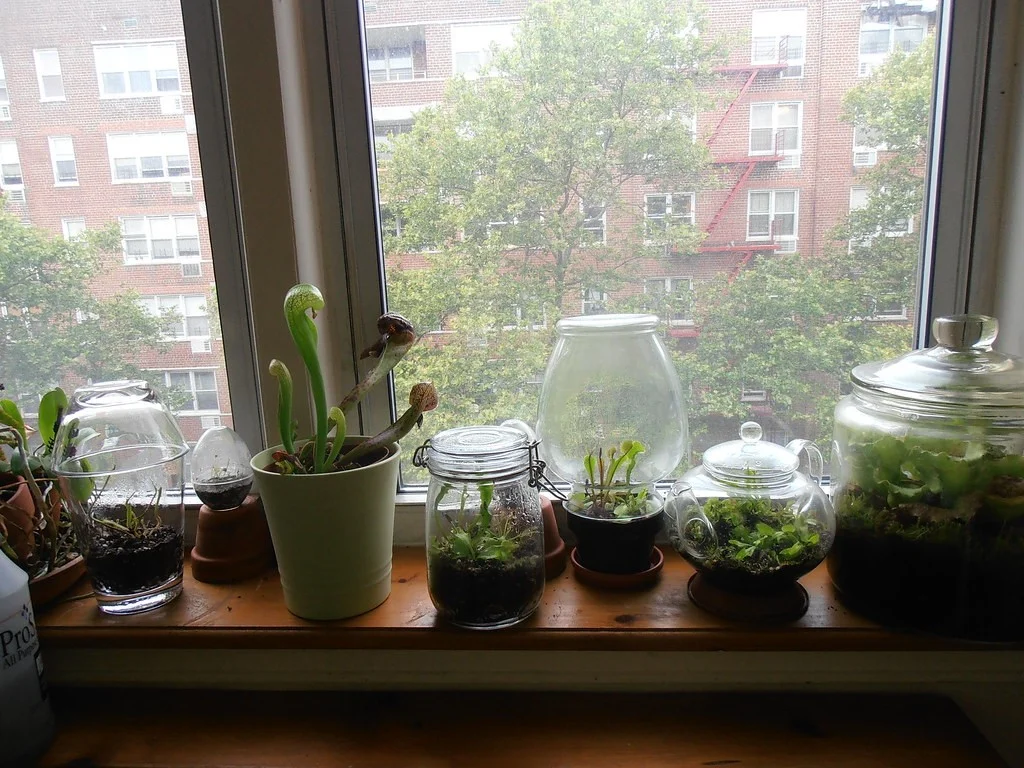 terrarium plants.jpg