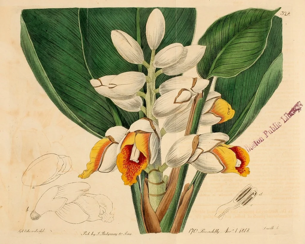 Library Botanical Plate.jpg