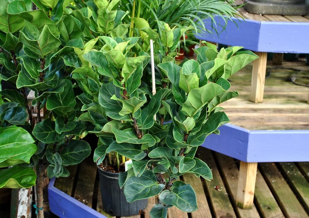 Ficus lyrata5.jpg