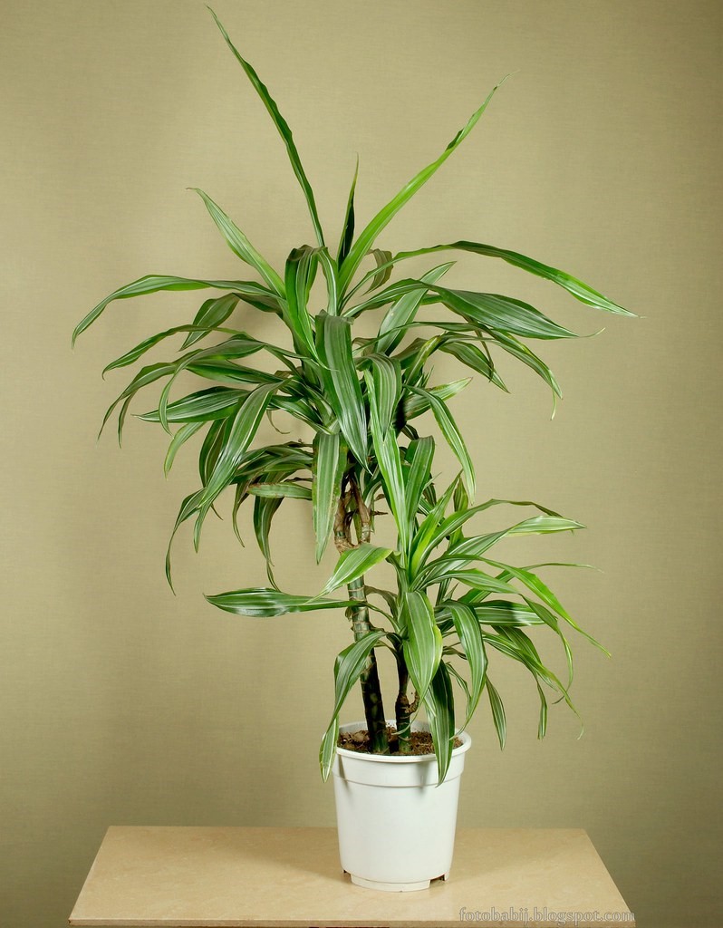 "Lucky Bamboo" Care — House Plant Hobbyist