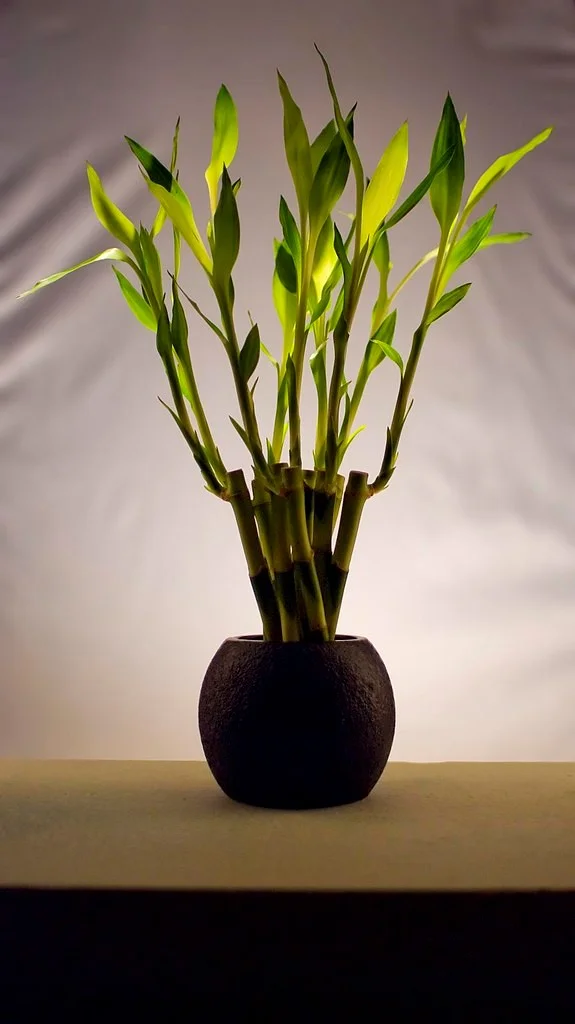 Dracaena sanderiana2.jpg
