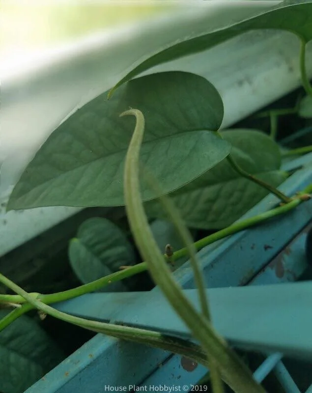 Epipremnum cebu blue3.jpg